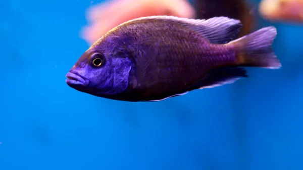 Peixes Aquário Água Doce — Fotografia de Stock