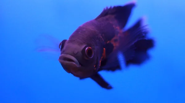 물위에 흰머리 물고기 — 스톡 사진
