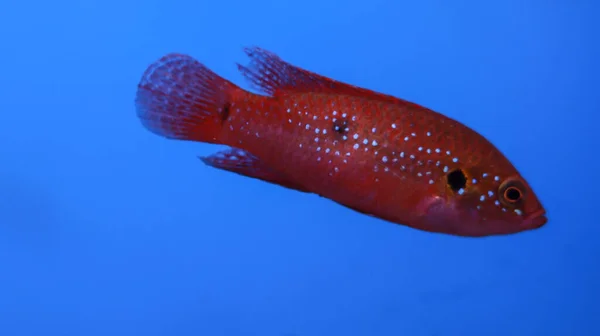 Noktalı Kırmızı Akvaryum Balığı Tankın Içinde — Stok fotoğraf