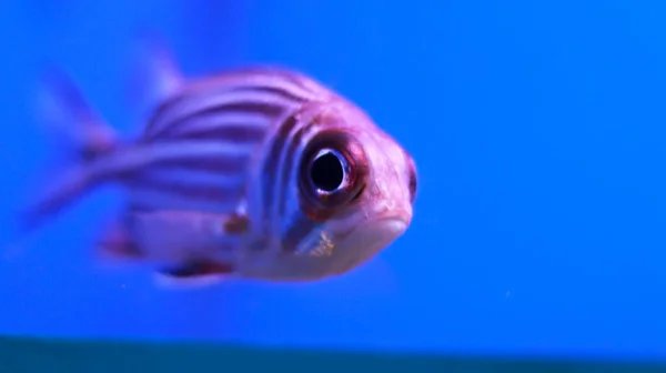 Peces Acuario Pelados Rosados Tanque — Foto de Stock