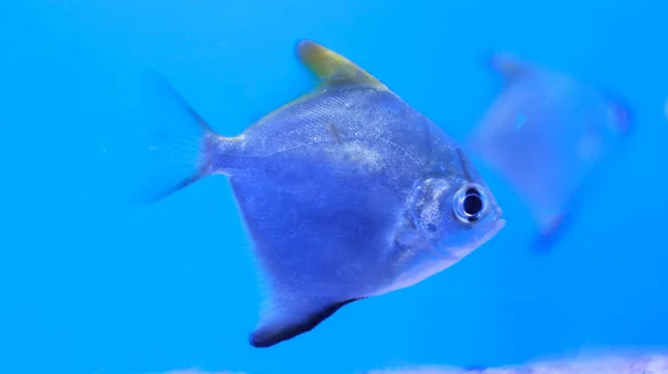 Acuario Agua Dulce Peces Plata —  Fotos de Stock