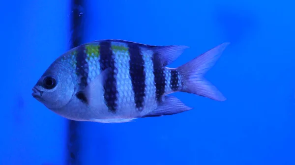 Fresh Water Aquarium Black White Stripped Fish Fish — стоковое фото