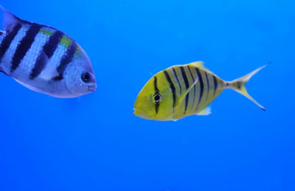 Aquarium Fish Golden Jack Golden Trevally — Stock fotografie