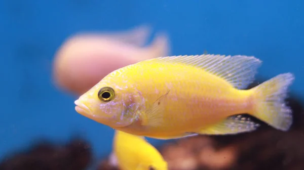 Tatlı Akvaryumu Sarı Balık — Stok fotoğraf