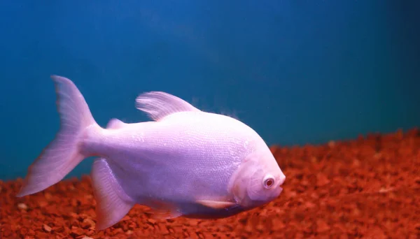 Live Sladkovodní Růžová Barva Ryby Příroda Akvária — Stock fotografie