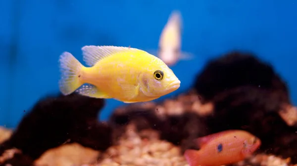 Прісноводний Акваріум Жовта Риба — стокове фото