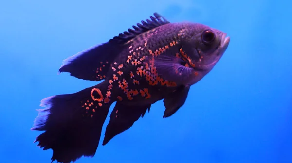 Ikan Flowerhorn Dalam Air — Stok Foto