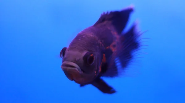 Peces Cuerno Flores Agua — Foto de Stock