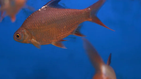 Peixes Aquário Água Doce — Fotografia de Stock