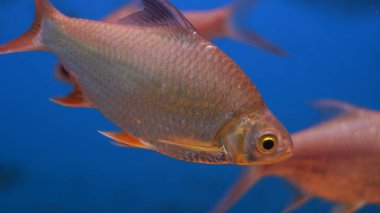 Tatlı su akvaryumu balığı.