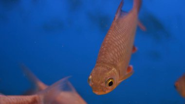 Tatlı su akvaryumu balığı.