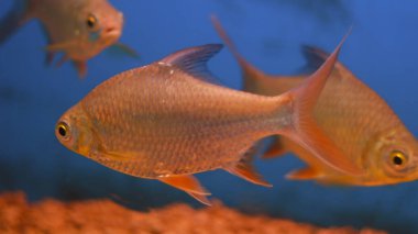 Tatlı su akvaryumu balığı.