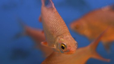 Tatlı su akvaryumu balığı.