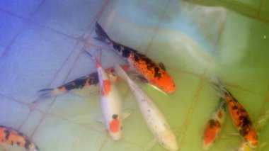Akvaryum balığında koi balığı. Sudaki renkli balıklar