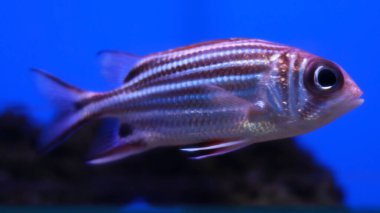 Tanktaki pembeleşmiş akvaryum balığı soyulmuş akvaryum balığı.