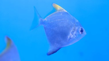 Tatlı su akvaryumu gümüş balık