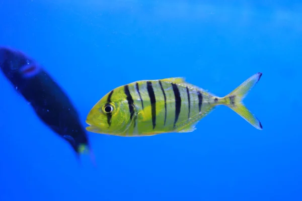 Aquário Peixes Golden Jack Golden Trevally — Fotografia de Stock