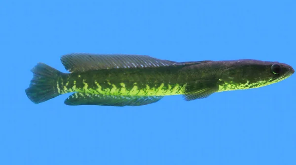 Голова Змії Риба Акваріум — стокове фото