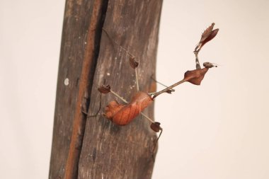 Bloktaki Phasmid Böcekleri. sopa çekirgeleri. bulanık arkaplan