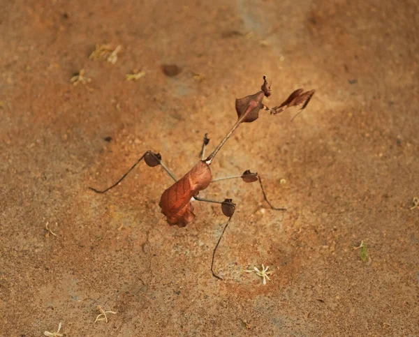 Phasmids Insetos Chão Insetos Pau Com Fundo Desfocado — Fotografia de Stock