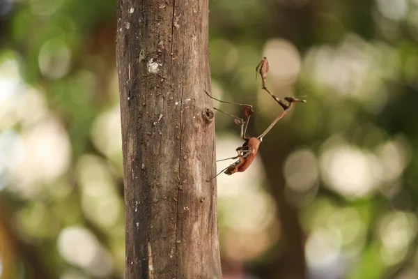 Phasmiden Insekten Auf Dem Block Stickinsekten Mit Unscharfem Hintergrund — Stockfoto