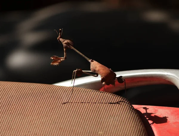 Phasmids Insects Enfiar Insectos Chão Com Fundo Embaçado — Fotografia de Stock