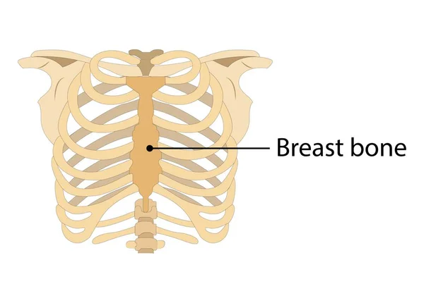 Human Ribcage Skelet Witte Achtergrond Borstbeen — Stockvector
