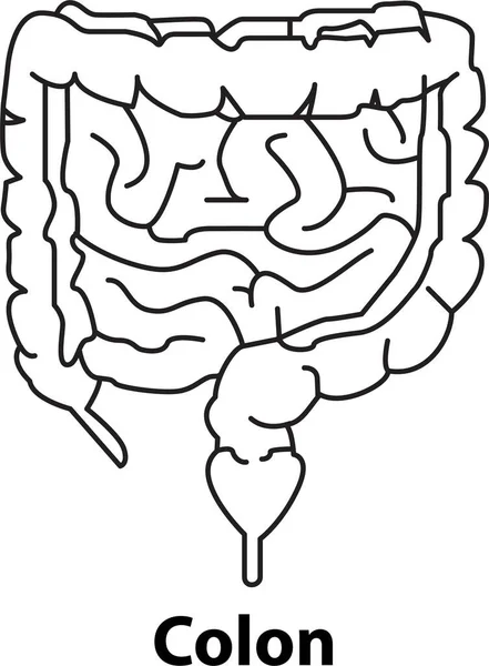 Contorno Interno Umano Del Colon Dell Organo Vettore Sfondo Bianco — Vettoriale Stock