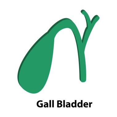 İnsan iç organ safra kesesi. Vektör. beyaz arkaplan