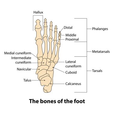 illustration foot bone. the bones of the foot clipart