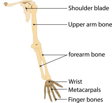 İnsan eli kemiği. Beyaz arka planda. vektör illüstrasyonu