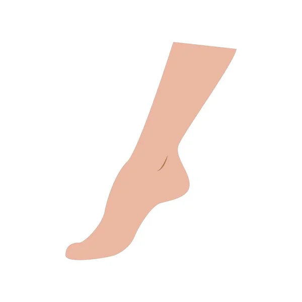 Female Leg Vector Illustration White Background — Stock Vector