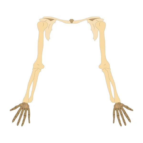 Tulang Tangan Manusia Pada Latar Belakang Putih Ilustrasi Vektor - Stok Vektor