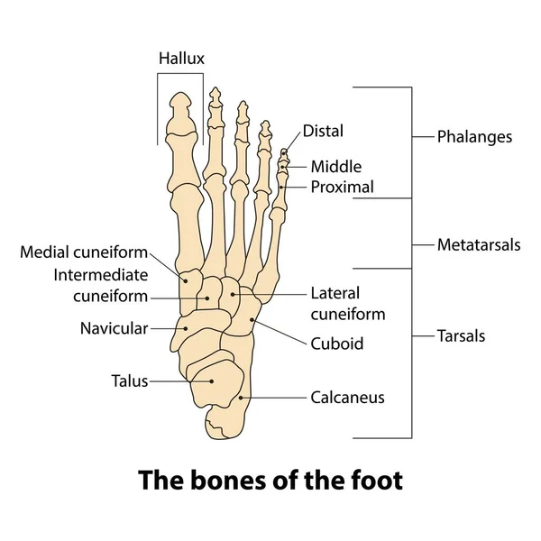 Illustration Fußknochen Die Knochen Des Fußes — Stockvektor