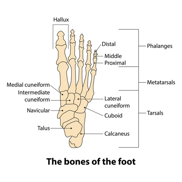 labeled tarsals