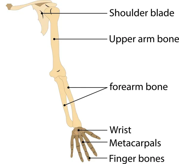 Menschliches Handknochen Auf Weißem Hintergrund Vektorillustration — Stockvektor