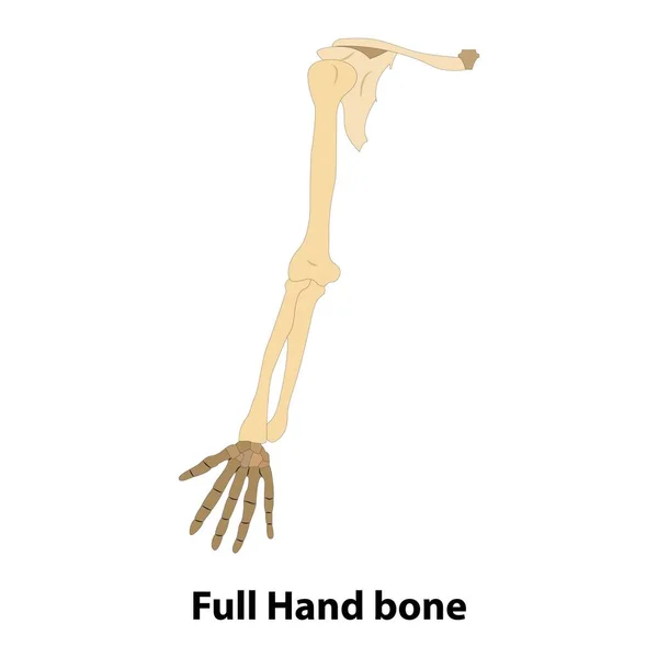 全手骨 从关于科学和医学的病媒得到的说明 人体解剖学 — 图库矢量图片