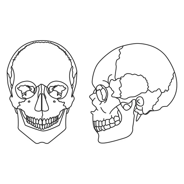 Crâne Humain Avec Une Mâchoire Inférieure Vue Avant Latérale — Image vectorielle