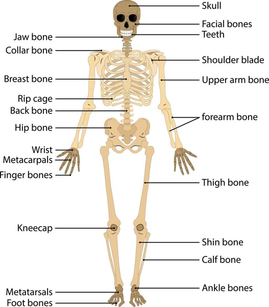 人体と骨格系 人間の骨格の医学的に正確なイラストです 教育用解剖学資料 ベクターイラスト — ストックベクタ