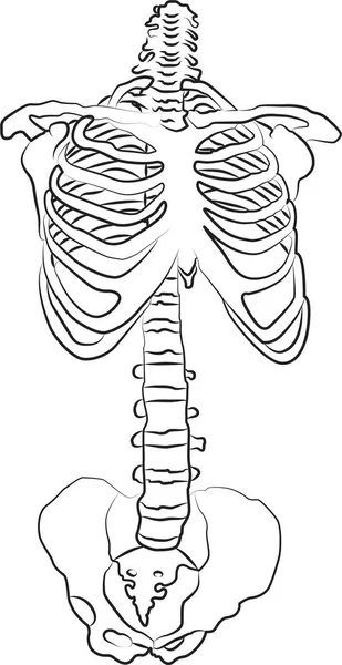 人体和骨骼系统 医学上对人类骨骼的精确描述 教育解剖学资料 矢量说明 — 图库矢量图片