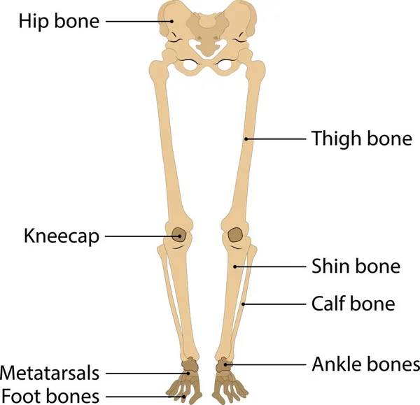 人体の足の骨格 ベクトルイラスト 白を背景に 人間の足の骨 — ストックベクタ