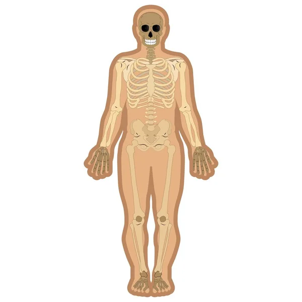 Скелет Кістки Всередині Тіла Освітні Анатомічні Матеріали Векторні Ілюстрації — стоковий вектор
