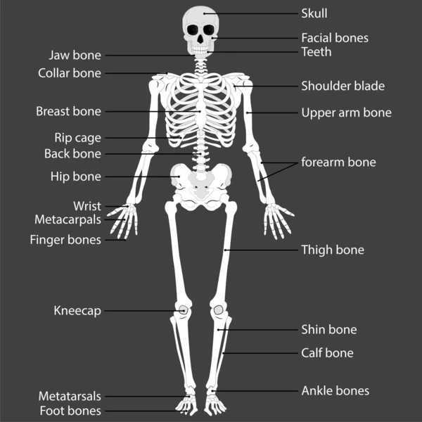 人体と骨格系 人間の骨格の医学的に正確なイラストです 教育用解剖学資料 ベクターイラスト — ストックベクタ