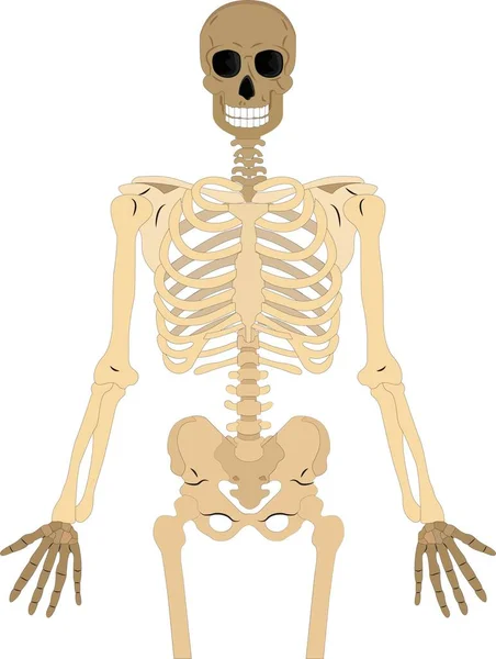 Skeletal Human Bones Isolated White Background Vector Illustration Illustration Vector — Stock Vector