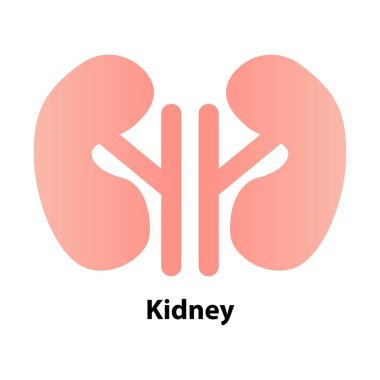 Böbrek insan böbreği. vektör ön görünümü gösterimi beyaz arkaplanda izole edildi