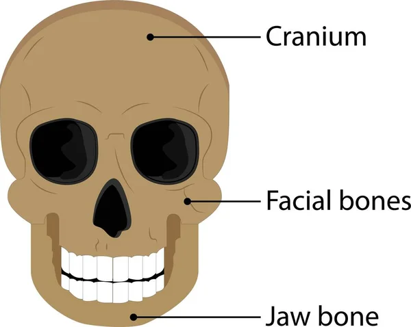 頭蓋骨の頭のイラスト 白い背景で — ストックベクタ