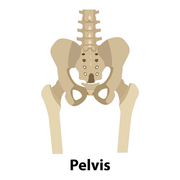 Human skeleton anatomy, pelvis bones vector. Body structure element isolated. medical illustrations. pelvis
