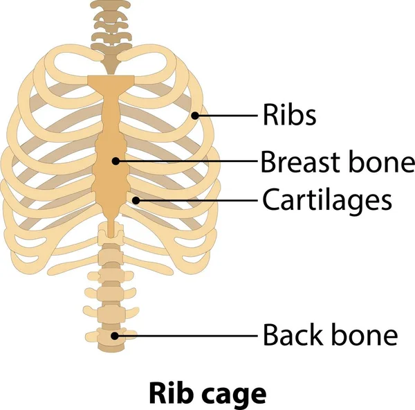 Handgetekende Lijn Kunst Anatomisch Menselijke Ribbenkast Witte Achtergrond Vector Illustratie — Stockvector