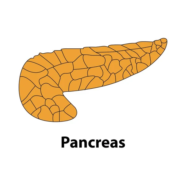 Corpo Umano Organo Interno Pancreas Illustrazione Medica Degli Organi Interni — Vettoriale Stock