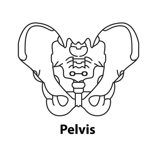 Menselijk Skelet Anatomie Icoon Bekken Botten Vector Lichaamselement Geïsoleerd — Stockvector